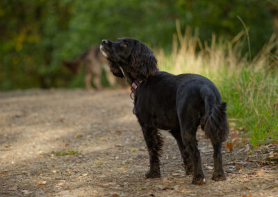 sprocker looking up at something