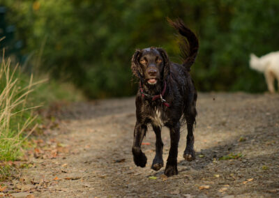chocolate working cocker spaniel on a footpath