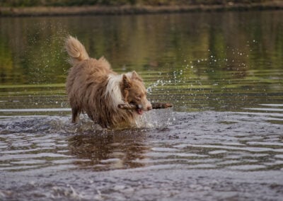 bordwer collie grabbing a stick from a river