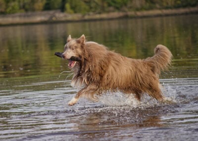 border collie running and carrying a stick