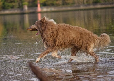 side on photo of a border collie running with a stick