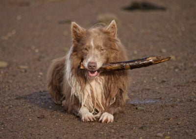 border collie showing off his stick