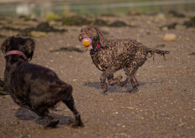 dog tries to avoid another dog