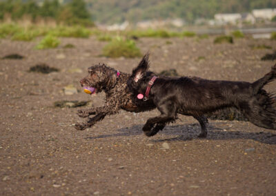 side on photo of two dogs running