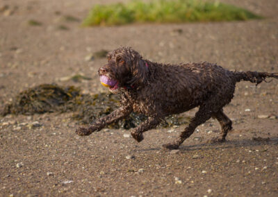 chocolate cockapoo running with a ball