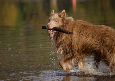border collie retrieving a stick from a river