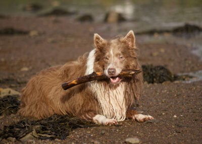 border collie laying on a beach holding a stick