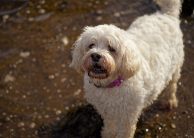 white cockapoo on a sandy beach