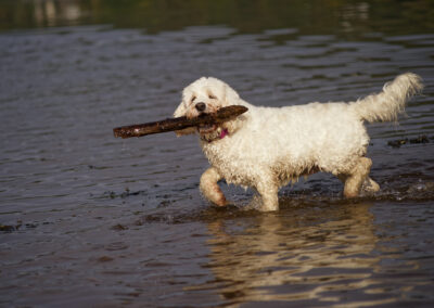 white cockapoo carrying a stick