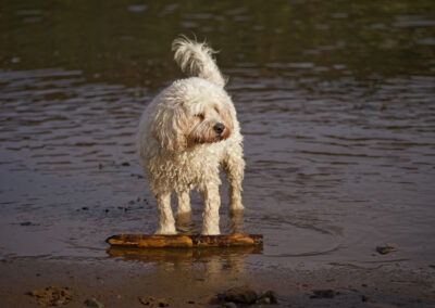 white cockapoo standing over a stick