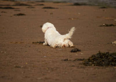 dog stretching on the beach