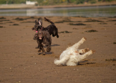 dogs playing on a sandy beach