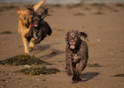 three dogs running on a sandy beach