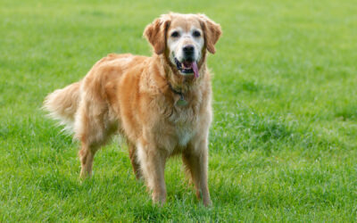golden retriever portrait shot a golden retriever standing in a field