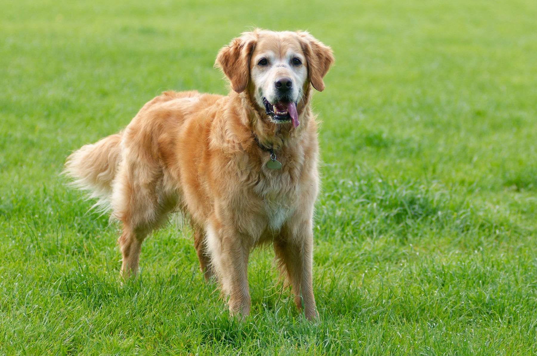 a golden retriever standing in a field