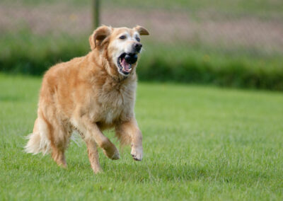 an old golden retriever running with a ball in its mouth