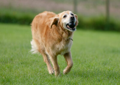Golden retriever running action shot
