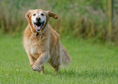 Golden Retriever running