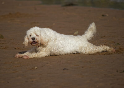 dogs having a big stretch on the beach