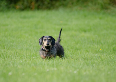 Dachshund with a ball in its mouth