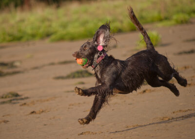 action shot of a working cocker spaniel