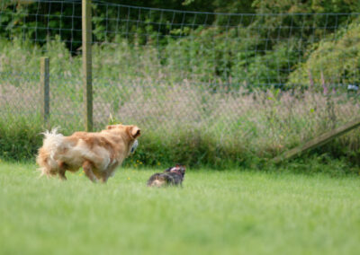 two dogs running after the ball
