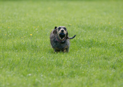 Dachshund running with a ball