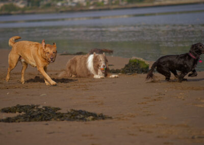 three dogs on a beach with one ball