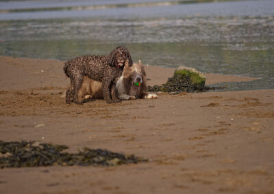 two dogs on the beach with a ball