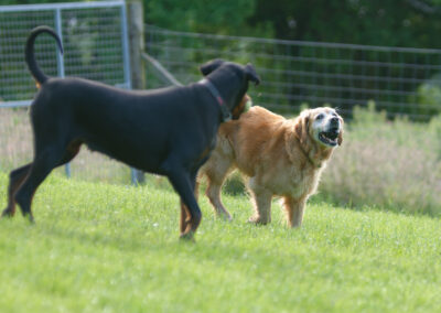 Dogs in a doggy field