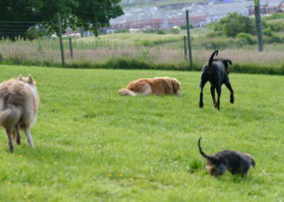 Dog walking in a doggy field