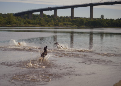 dogs play in the River Clyde with the erskine bridge in the background