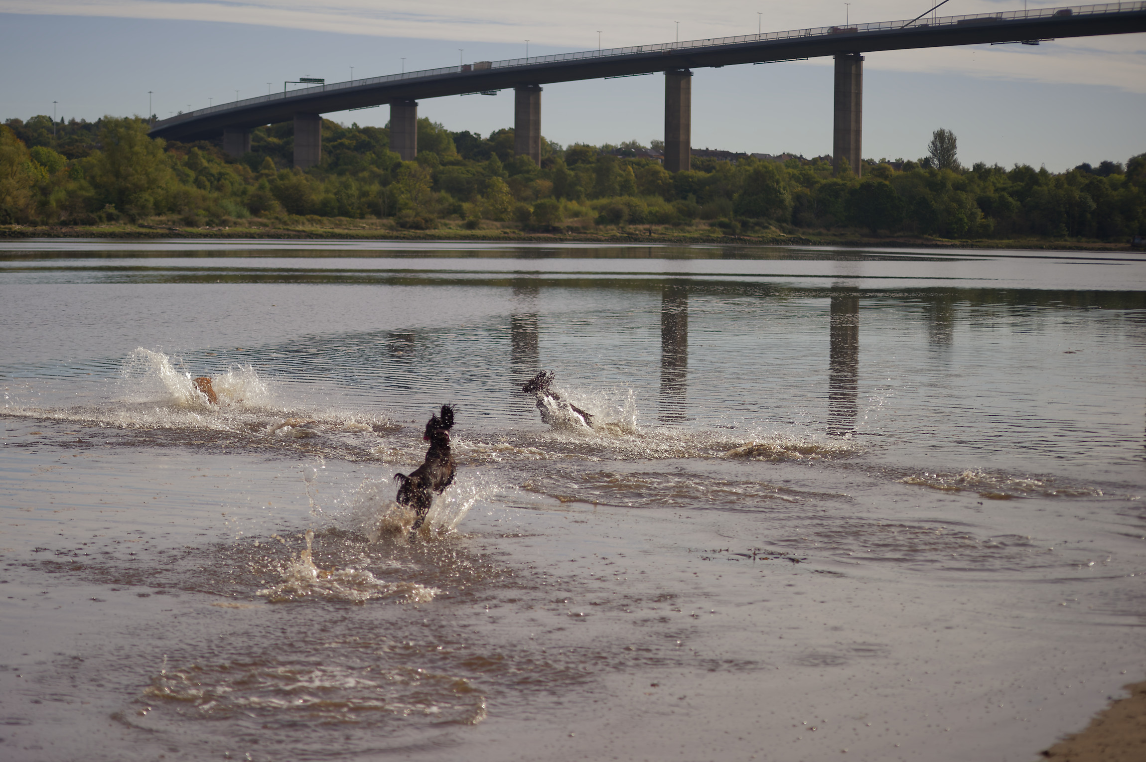 Sage, Molly and Ella with the Erskine bridge in the background dogs play in the River Clyde with the erskine bridge in the background