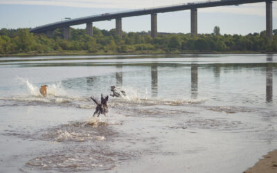 dogs running into the river clyde