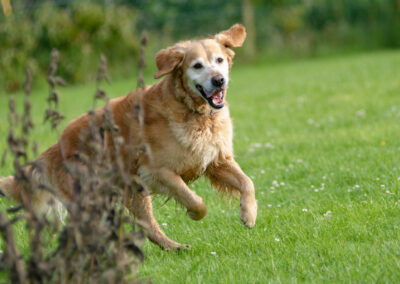 funny golden retriever photo