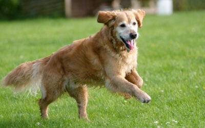 Old Golden Retriever runnning