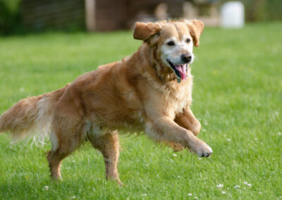 Old Golden Retriever runnning