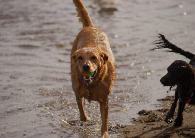 red fox labrador on coastline