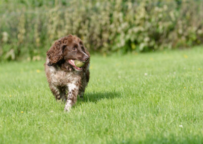 an old Springer Spaniel