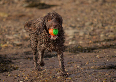 chocolate cockapoo carrying a ball