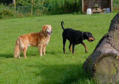Two dogs next to a large felled tree