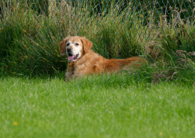 Golden Retriever cooling off in long grass