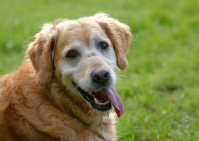 An old Golden Retriever portrait photo