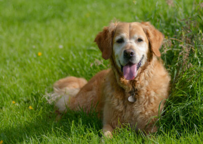Golden Retriever in long grass