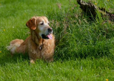 Golden Retriever with a funny face