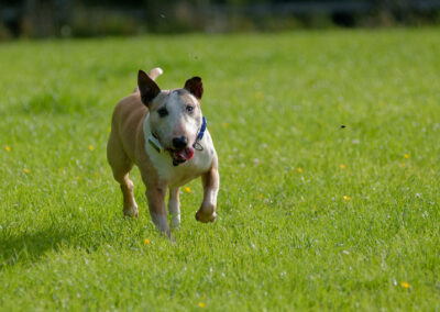 An old English Miniature Bull Terrier