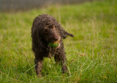 wet cockapoo standing on grass with a ball