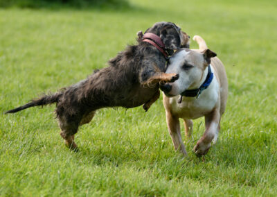 Dachshund and English bull terrier playing