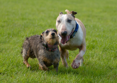 two dogs running side by side