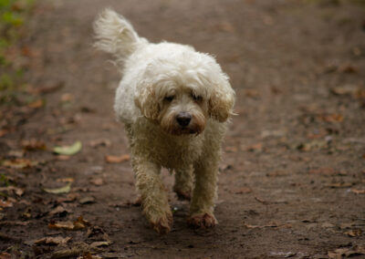 white cockapoo walking no a footpath